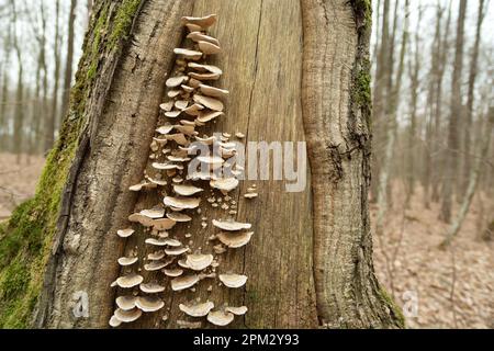 Un gruppo di funghi selvatici che crescono su un tronco d'albero, giorno di primavera Foto Stock