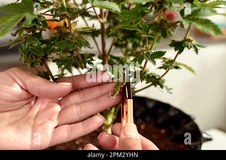 Cannabis cespuglio cura foglie potatura, una donna cresce un cespuglio di canapa a casa, cura, coltivazione e cura di cespugli per scopi medici Foto Stock