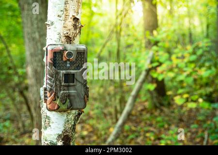 Trappola della macchina fotografica su un tronco di betulla nella foresta verde Foto Stock