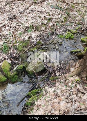 Un tranquillo ruscello di acqua cristallina si snoda attraverso un letto di lussureggianti rocce coperte di muschio verde in un ambiente naturale tranquillo Foto Stock