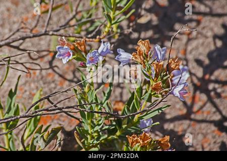 Pyjama Bush Lobostemon frutticosus 12661 Foto Stock