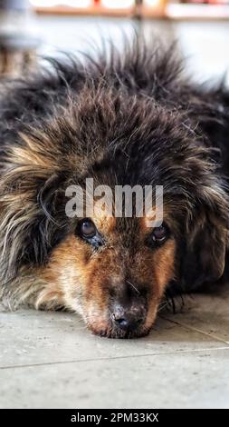 Una razza tibetana di cane mastiff è raffigurata sdraiata sull'erba in una posizione rilassata Foto Stock