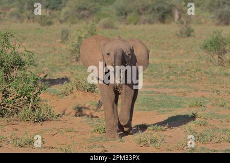 profilo anteriore di adorabile bambino elefante africano a piedi con acqua gocciolando fuori dal suo tronco nella savana semiarida selvaggia di bufala molle natio Foto Stock