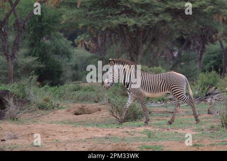 vista laterale di una zebra di un avido che cammina nella selvaggia savana semiarida e nei boschi della riserva nazionale delle sorgenti di bufala, kenya Foto Stock