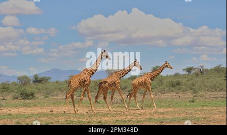 vista laterale di una torre di tre giraffe reticolari che camminano insieme nella selvaggia savana delle sorgenti di bufala national reserve, kenya Foto Stock