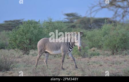 una zebra di un singolo bravy maschio che cammina alertly nella savana selvaggia delle sorgenti di bufala national reserve, kenya Foto Stock