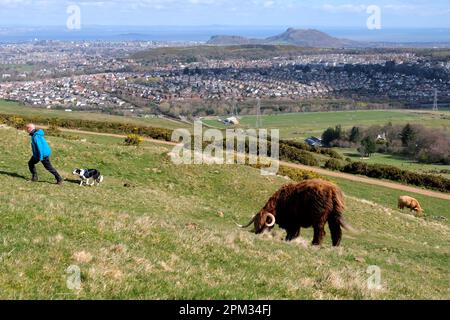 Edimburgo, Scozia, Regno Unito. 11th aprile 2023. Mucche delle Highland che si godono la mattina di sole e pascolano sulle pendici delle colline di Pentland appena a sud di Edimburgo. Il gregge vive liberamente sulla collina che pascolano tutto l'anno e si spostano in giro come vogliono. Vista verso la città di Edimburgo e Arthurs Seat. Dog Walker sulla collina. Credit: Craig Brown/Alamy Live News Foto Stock