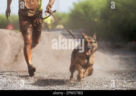 Cane e il suo proprietario che partecipano ad una popolare corsa di canicross. Canicross cane mushing corsa. Attività sportive all'aperto. Il Pastore tedesco insieme Foto Stock