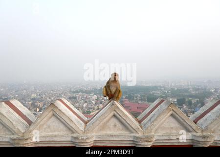 Una scimmia solitaria seduta su un tetto che sorveglia la città di Kathmandu, in Nepal, in Asia, durante una giornata trascorsa. Foto Stock