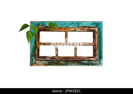 Molto vecchio telaio obsoleto finestra in legno con foglie verde superriduttore e peeling vernice turchese, isolato su sfondo bianco. Foto Stock
