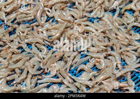 Deposito di gamberetti freschi lo mettono al sole per asciugare. può essere conservato per un lungo periodo di tempo Foto Stock