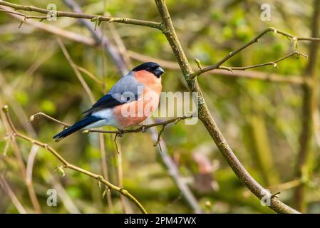 Maschio Bullfinch a Leighton Moss, Silverdale, Carnforth, Lancashire, UK Foto Stock