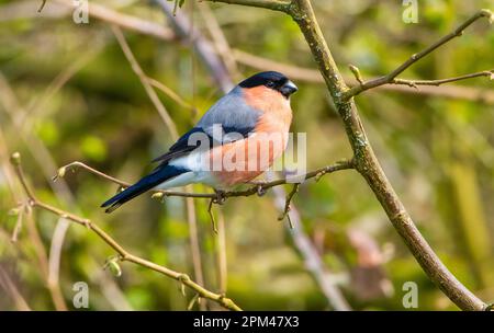 Maschio Bullfinch a Leighton Moss, Silverdale, Carnforth, Lancashire, UK Foto Stock