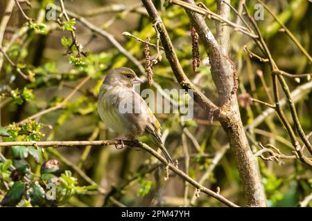 Una greenfinch femminile a Leighton Moss, Leighton Moss, Silverdale, Carnforth, Lancashire. Foto Stock