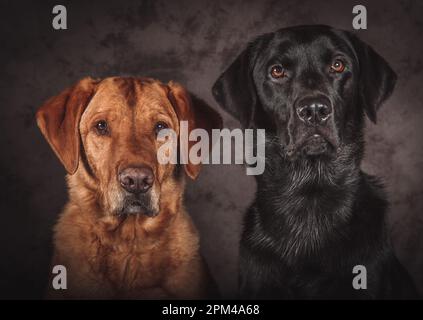 due cannonieri labrador retriver fotografati in studio Foto Stock
