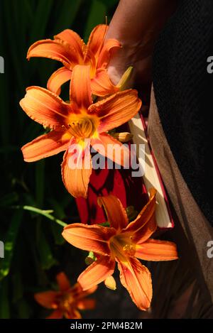 Fiori di giglio arancione in sole vicino alla vista ritagliata della donna con il libro in mano. Foto Stock
