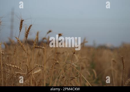 Grano che forma in pakistan Foto Stock