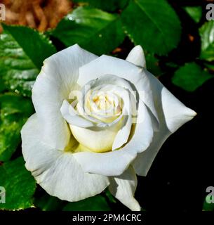 Una splendida rosa da tè ibrida bianca con delicati petali Foto Stock