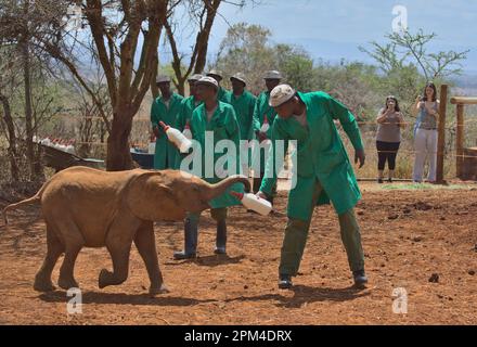 NAIROBI, KENYA - Marzo 20 2023: Un custode consegna un adorabile elefante orfano la sua bottiglia di latte al Sheldrick Wildlife Trust Orphanage Foto Stock