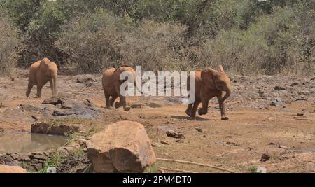 Simpatici elefanti africani che corrono con ansia verso i loro custodi per la loro alimentazione quotidiana in bottiglia di latte allo Sheldrick Wildlife Trust Orphanage, Nairobi Foto Stock