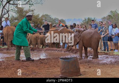 NAIROBI, KENYA - Marzo 20 2023: Un custode presso l'orfanotrofio Sheldrick Wildlife Trust, Nairobi Nursery Unit, getta fango sulla schiena di un elefante bambino Foto Stock