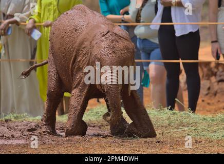 Adorabile bambino orfano elefante africano coperto di fango cerca di alzarsi presso lo Sheldrick Wildlife Trust Orphanage, Nairobi Nursery Unit, Kenya Foto Stock