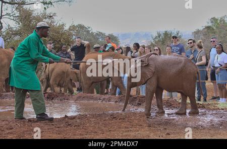 NAIROBI, KENYA - 20 2023 marzo: Un custode mantiene fresco un elefante bambino, facendo sloppare fango sulla sua schiena al Sheldrick Wildlife Trust Orphanage, Nairobi Foto Stock