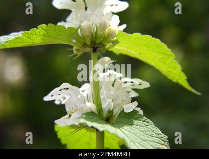 Fioritura in natura le nettle bianche sono sordomite (album Lamium) Foto Stock