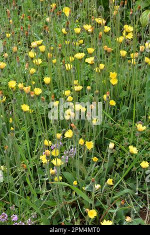 Tra le erbe selvatiche cresce Pilosella officinarum Foto Stock