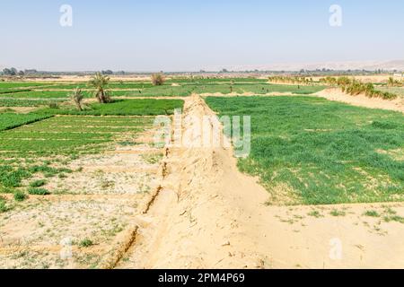 Una fattoria che beneficia della sorgente naturale di Bahariya Oasis nel deserto in Egitto Foto Stock