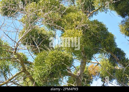 In natura, il vischio (album Viscum) parassita sull'albero Foto Stock