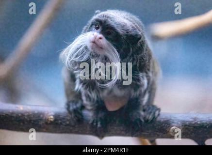 Imperatore tamarino seduto su un ramo di albero al Como Parco Zoo e Conservatorio di San Paul, Minnesota USA. Foto Stock