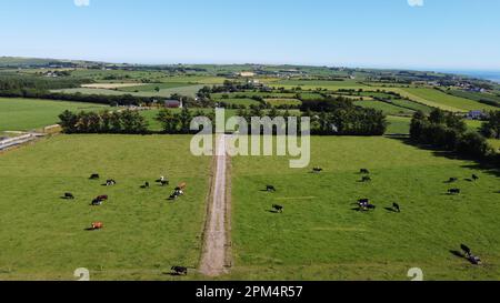 Campi pittoreschi, cielo in una giornata di sole estate. Animali nel pascolo. Paesaggio agricolo. Bestiame, vista dall'alto. Campo verde in erba sotto il blu Foto Stock