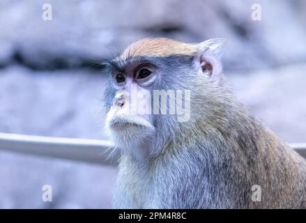 Primo piano di una scimmia patas al Como Park Zoo e Conservatorio di St Paul, Minnesota USA. Foto Stock