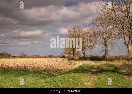 Una luminosa primavera HDR paesaggio immagine di un campo di mais morto, Zea mays, nella campagna dello Yorkshire. 02 aprile 2023 Foto Stock