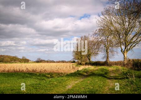 Una luminosa primavera HDR paesaggio immagine di un campo di mais morto, Zea mays, nella campagna dello Yorkshire. 02 aprile 2023 Foto Stock