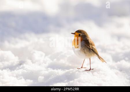 Un Robin britannico arroccato sulla neve in un pittoresco scenario invernale Foto Stock