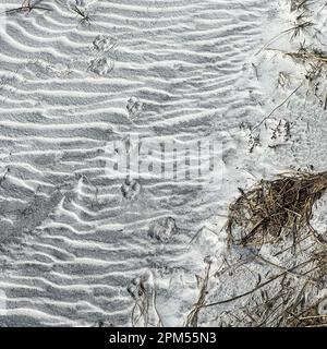 Stampe di zampa di animali che fanno un modello nella sabbia in una spiaggia in Florida. Foto Stock