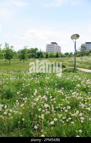 Letto di fiori con fiori rosa decorativi Foto Stock