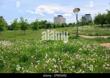 Letto di fiori con fiori rosa decorativi Foto Stock
