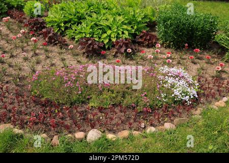 Letto di fiori con fiori rosa decorativi Foto Stock