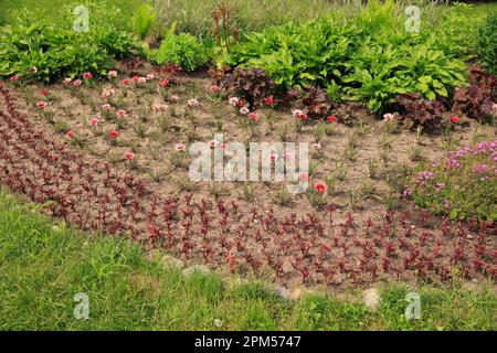 Letto di fiori con fiori rosa decorativi Foto Stock