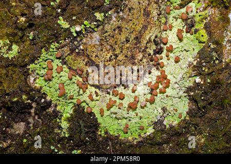 Baeomyces rufus (lichene bruno) è un lichene crostacei che può crescere su terreno, lettiera, corteccia di albero o pietre. Ha una distribuzione circumpolare. Foto Stock