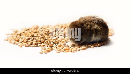 Le voles sono parassiti noti dell'agricoltura e delle famiglie. Roditori danneggiano i grani, le verdure e le frutte su una scala voluminosa. Vole rosso a denti grandi g Foto Stock