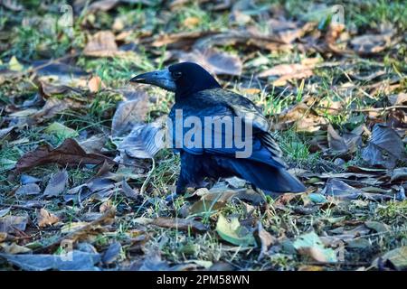 Rook alla ricerca di feed. L'uccello scava il suo becco nell'erba e foglie secche in cerca di lombrichi. Foto Stock