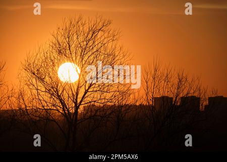 Scarlatto che tramonta il sole contro silhouette alberi e case di città Foto Stock
