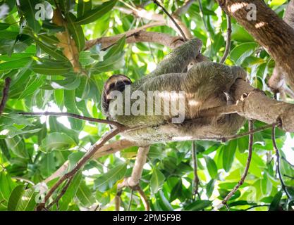 Sloth che si adagia su un ramo di albero nella giungla del Costa Rica. Foto Stock