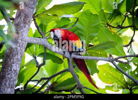 Scarlatto macaw seduto su un ramo di albero nella giungla del Costa Rica. Foto Stock