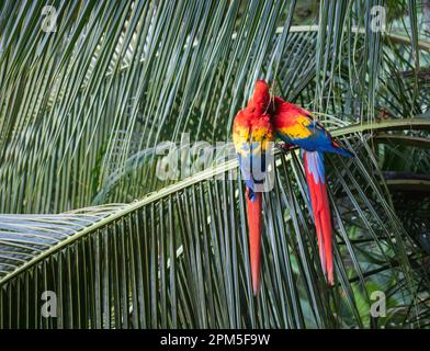 Un paio di scarlatto macaws seduti sulla palma in Costa Rica. Foto Stock