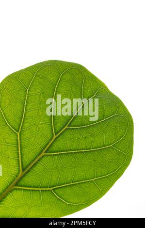 Primo piano di dettagli e vene in verde brillante foglia di fico foglia verde. Foto Stock